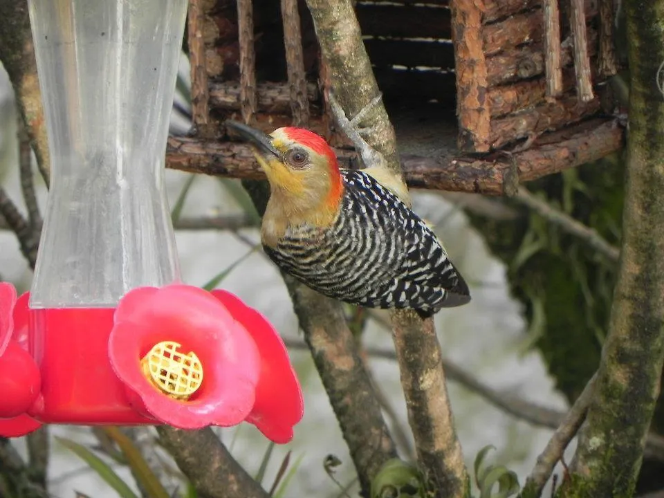 ** Alojamento de Acomodação e Pequeno-almoço Tamarindo B&B Medellín Colômbia